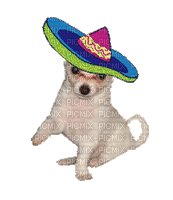 Chihuahua - Δωρεάν κινούμενο GIF
