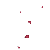petals Blütenblätter pétales petales leaves feuillage flower fleur fleurs spring summer printemps frühling effect effekt effet tube overlay deco  gif anime animated animation red rouge