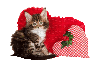 Cat.Chat.Gato.gif.Cushions.Victoriabea - GIF animate gratis
