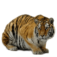 tiger  by nataliplus - безплатен png