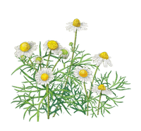 Kaz_Creations Deco Flowers Camomile - Free PNG