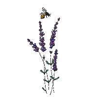 Lavande.Lavender.Fleurs.Flowers.Victoriabeaa - GIF animé gratuit