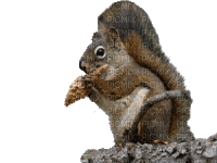écureuil - GIF animasi gratis