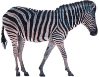 zebre - darmowe png