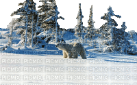 bär bear winter milla1959 - 免费动画 GIF