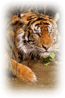 tigre - безплатен png