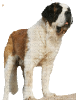 perro - Безплатен анимиран GIF
