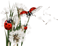 ladybug dandelion coccinelle pissenlit