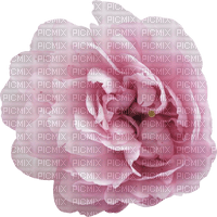 minou-pink-flower-blomma - Free PNG