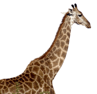 girafe - zdarma png