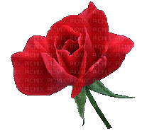 roses -Nitsa P 1 - Darmowy animowany GIF