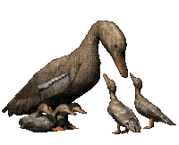 oiseaux ( - Бесплатни анимирани ГИФ