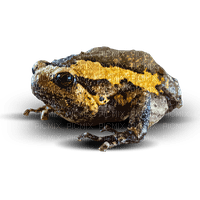 toad - PNG gratuit