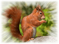patymirabelle écureuil roux - png gratis