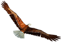 Kaz_Creations Eagle Bird - gratis png