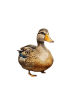 duck - png gratuito