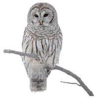 Owl-uggla-djur-fågel-deco-minou52 - Free PNG