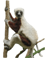 Kaz_Creations  Monkey Animals - PNG gratuit