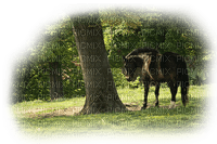 skog och häst - darmowe png