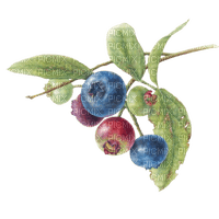 blueberries Bb2 - zdarma png