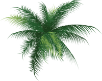 palm tree  palmier🌴🌴