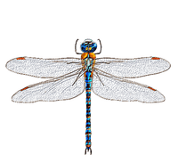 minou-deco-dragonfly - zdarma png