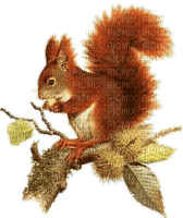 Eichhörnchen - ingyenes png