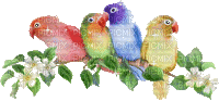 papagály - GIF animate gratis