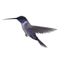 hummingbird - ingyenes png
