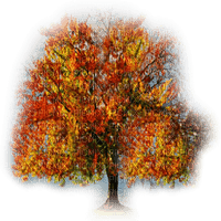 arbol otoño  dubravka4 - png gratis