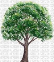 bäume - PNG gratuit