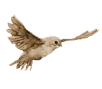 bird - GIF animado gratis