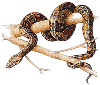 snake - zdarma png