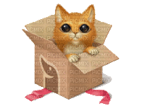 cat chat katze animaux animal tube gif anime animated animation mignon fun box - 無料のアニメーション GIF