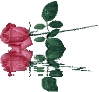 rose reflecting - Free animated GIF