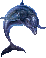 dolphins bp - GIF animado grátis