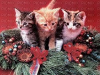 chatons adorable - ilmainen png