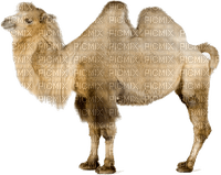 camelo-l - gratis png
