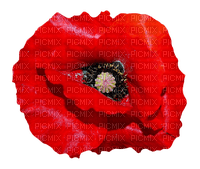 poppy flowers bp - PNG gratuit