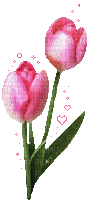 Duo tulipes roses - GIF animé gratuit