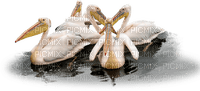 pelican-birds fåglar - ücretsiz png
