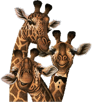 giraffe - Ingyenes animált GIF