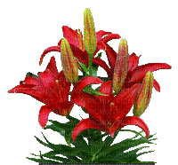 Bloemen en Planten - Gratis animerad GIF