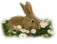conejo primavera transparente dubravka4 - gratis png
