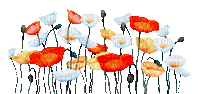 soave deco flowers poppy  field white orange - Gratis geanimeerde GIF