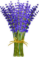 lavender lavendel lavande flower fleur blossom blumen deco tube spring printemps fleurs - png gratuito