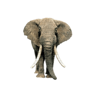 Elefant - gratis png