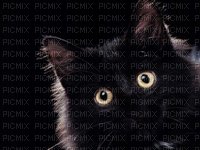 chat noir - nemokama png