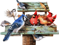 Birds - PNG gratuit