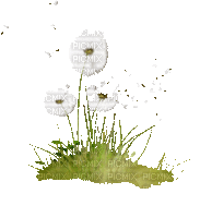 Dandelion - Bezmaksas animēts GIF